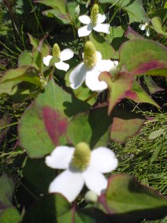 100609_1219~01.jpg
