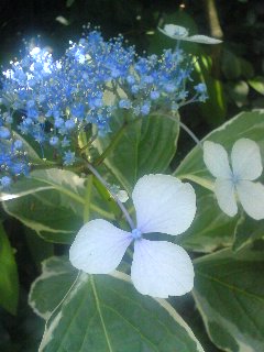100705_1202~01.jpg