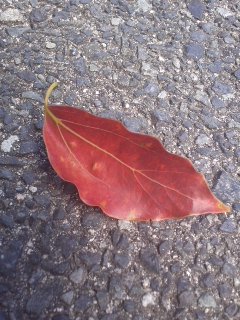 101104_1301~01.jpg