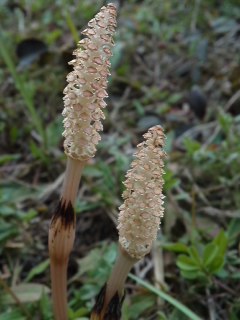 mini_110316_1543.jpg
