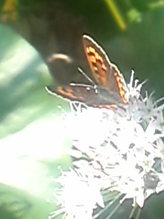 110617_1630~05.jpg