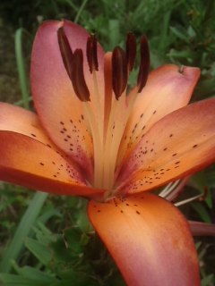 mini_110624_10100001.jpg