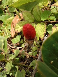 mini_120523_1314.jpg