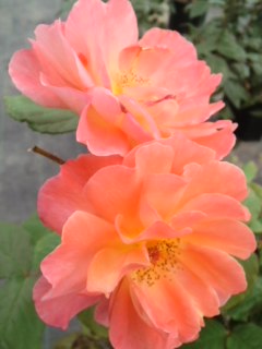 mini_120523_10070001.jpg