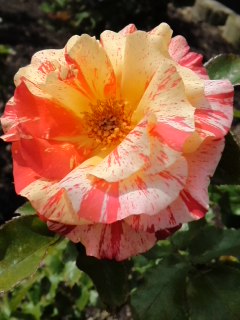 mini_120523_0954.jpg