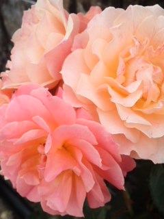 mini_120523_0957.jpg