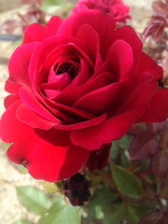 mini_120523_09550001.jpg