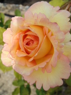 mini_120523_09420001.jpg