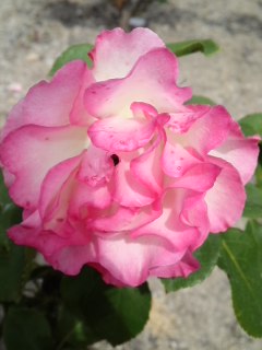mini_120523_09400001.jpg
