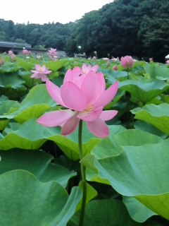 mini_120711_10320002.jpg