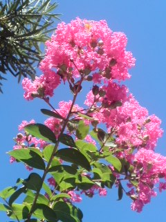 mini_120825_09030001.jpg