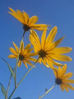 mini_121010_08400003.jpg