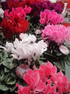 mini_121130_1559.jpg