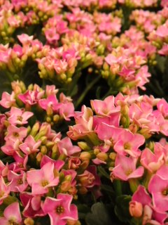 mini_121212_1455.jpg