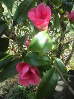 mini_130330_13240002.jpg