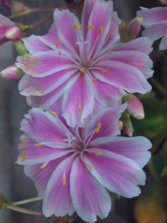 mini_130313_15100003.jpg