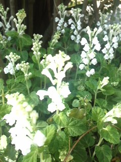 mini_130513_1550.jpg