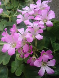 mini_130531_1220.jpg