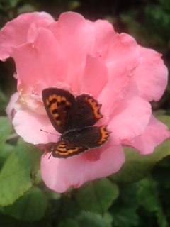 mini_130625_11440001.jpg