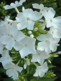 mini_130708_18290001.jpg