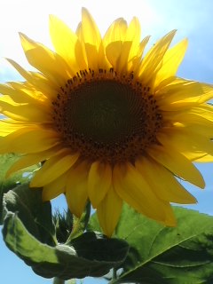 mini_130701_11420001.jpg