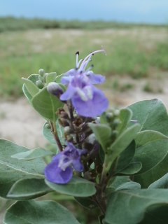 mini_130805_15150003.jpg