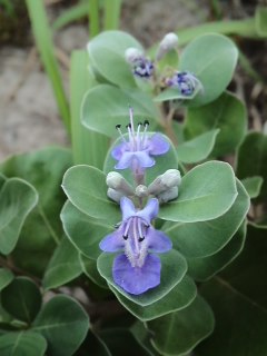 mini_130805_15170003.jpg
