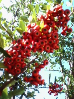 mini_131013_0902.jpg