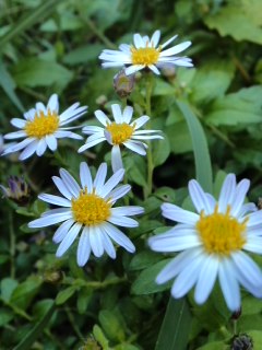 mini_131027_1636.jpg