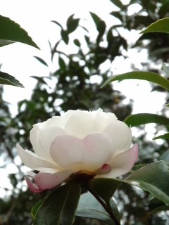mini_131106_1620.jpg