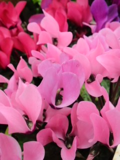 mini_131119_1650.jpg