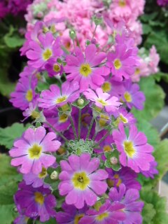 mini_140115_17250001.jpg