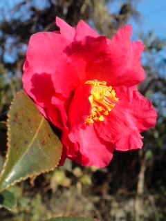 mini_140129_15290001.jpg