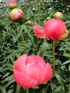 mini_140509_12080001.jpg