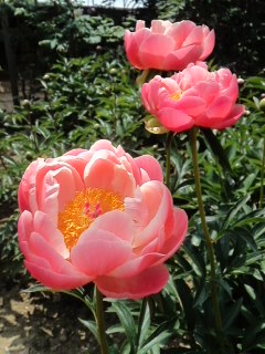 mini_140509_12070002.jpg