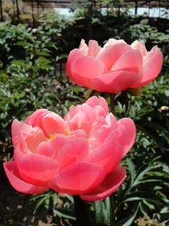mini_140509_12070003.jpg