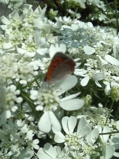 mini_140529_10560001.jpg