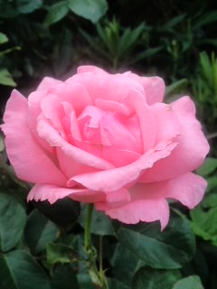 mini_140607_1702.jpg