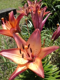 mini_140625_1320.jpg
