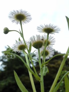 mini_140607_1708.jpg