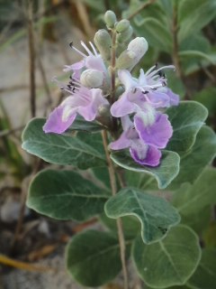 mini_140726_1748.jpg