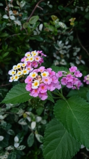 DSC_0545-1666327413.jpg